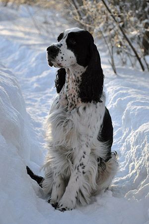 English Springer. … Tattoos Outdoors, Springer Spaniel Puppies, Welsh Springer Spaniel, Spaniel Breeds, Spaniel Art, Springer Spaniels, Animals Design, Cocker Spaniel Puppies, Architecture Quotes