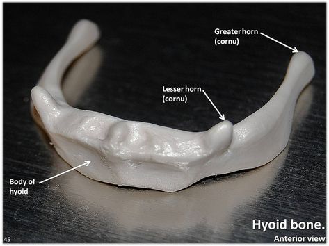 Hyoid bone, anterior view with labels - Axial Skeleton Visual Atlas, page 45 | by Rob Swatski Bony Landmarks, Hyoid Bone, Photography Text, Axial Skeleton, York Pa, Anatomy And Physiology, Community College, Human Anatomy, Anatomy