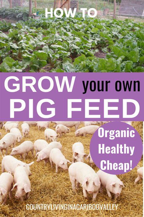 Pig Pasture Ideas, Pigs And Chickens Together, Pigs And Goats Together, Homemade Pig Feed, Raising Pigs For Beginners, Diy Pig Trough, Pig Feed Recipes, Pig Farming Ideas, Pig Barn Ideas