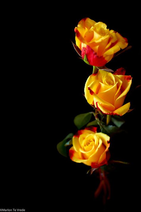 .. Three Roses, Beautiful Hearts, Antique Store, Beautiful Rose Flowers, Pigeon Forge, Phone Card, Love Rose, Alam Yang Indah, Mellow Yellow