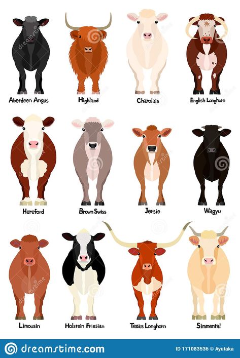 Set Of Various Breeds Cow At Front View Stock Vector - Illustration of length, livestock: 171083536 Cow Farm Minecraft, Cow Farm Design, Minecraft Cow, Farm Architecture, Types Of Cows, Aesthetic Cow, Farm Background, Livestock Judging, Farm Tips