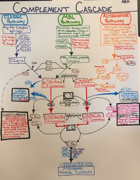 Complement System Pathways Diagram #Immunology #Immuno #Medschool #medicalschool #medicalstudent #study #studyguide #studymaterial #Innate #Adaptive #MBL #ClassicPathway #AlternativePathway Complement System Immunology, Immunology Aesthetic, Med School Advice, Complement System, Biochemistry Notes, Vet Tech School, Mcat Study, Medicine Notes, Pharmacy School