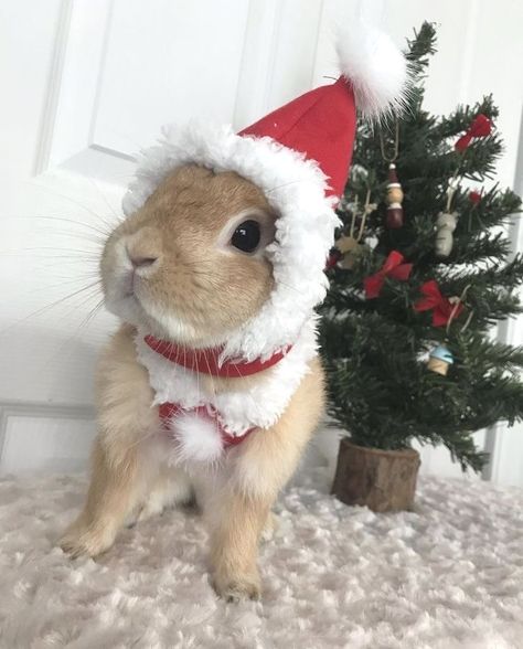 Christmas Pet Photos, Bunny Aesthetic, Pet Bunny Rabbits, Rabbit Photos, Christmas Bunny, Animal Babies, Cute Bunny Pictures, Bunny Wallpaper, Kawaii Bunny