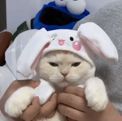 Bunny Hat, Kitten Gif, Cat Icon, Cute Cat Gif, Cat Aesthetic, Cute Gif, Cat Gif, Baby Cats, Funny Cute