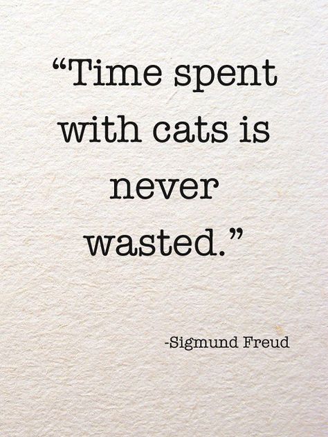 Time spent with cats | Time spent with cats is never wasted.… | cerita pojok | Flickr Cat Lady Quote, Inspirational Cat Quotes, Funny Cat Quotes, Cat Captions, Cat Lover Quote, Cat Quote, Cat Lovers Humor, Animal Fun, Bff Quotes Funny