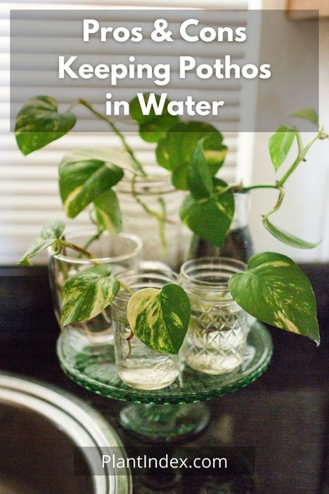 Pothos In Water, Jade Pothos, Pothos Plant Care, Water Plants Indoor, Plants Grown In Water, Tanaman Air, Plant In Glass, Household Plants, Golden Pothos