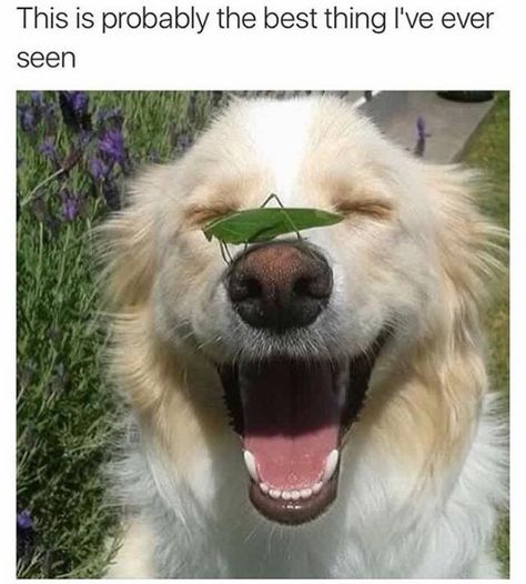 Nothin But Doggos: 30 Mood Lifting Memes For A Better Day - I Can Has Cheezburger? Cats And Dogs Wallpaper, Funny Animal Memes, Dog Memes, Funny Animal, Animal Memes, A Dog, Memes, Dogs, Funny