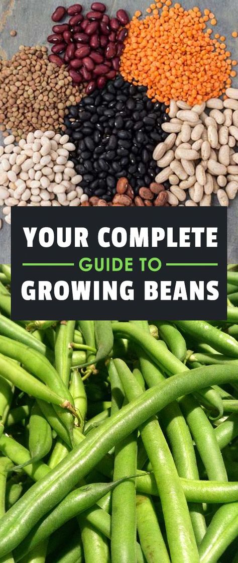 Learning how to grow beans means you'll never be without a great source of protein in your diet. They're one of the fastest and easiest veggies to grow! Easiest Veggies To Grow, Grow Beans, Veggies To Grow, Growing Beans, Indoor Vegetables, Hydroponic Farming, Hydroponics Diy, Source Of Protein, Indoor Vegetable Gardening