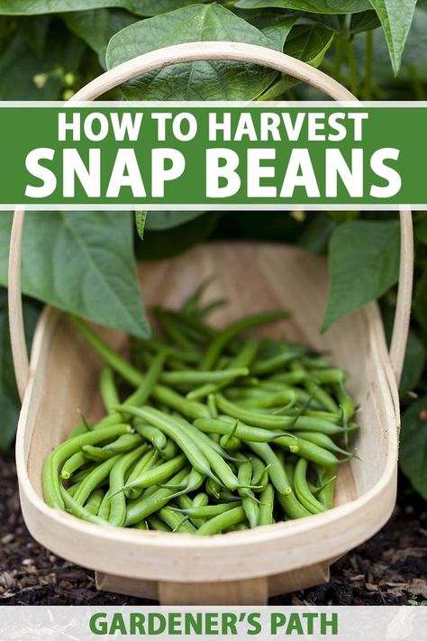 A close up vertical image of a wooden garden trug filled with freshly harvested green beans set on the ground in front of a plant. To the top and bottom of the frame is green and white printed text. Snap Peas Garden, Fall Planting Guide, Harvest Snaps, Homestead Gardening, Snap Beans, Growing Carrots, Healthy Fruits And Vegetables, Vegetable Garden For Beginners, Easy Veggie