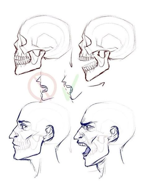 Skull Reference, Eazy E, Side Face, Head Drawing, Human Anatomy Drawing, 얼굴 그리기, Human Anatomy Art, Anatomy Sketches, Anatomy For Artists