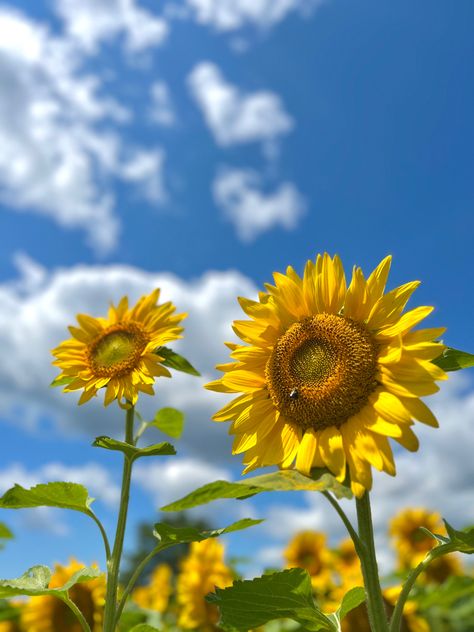 Sunflower Blue Sky Aesthetic, Sun Flowers, Flower Plants, Dragon Ball Super Manga, Blue Skies, Sky Aesthetic, Blue Aesthetic, 30th Birthday, Summer Days