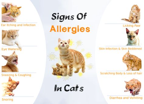 Cat Skin Problems, Cat Allergy, Cat Breeds Hypoallergenic, Information About Cats, Hypoallergenic Cats, Cat Tips, Allergic To Cats, Cat Skin, Cat Allergies