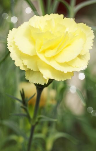 Carnation yellow- the flower of friendship Carnation Flower Meaning, Flower Oc, Dianthus Flowers, Yellow Carnations, Muted Yellow, Garden Flower Beds, List Of Flowers, Flower Guide, Flower Arrangements Simple