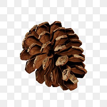 Autumn Transparent Png, Wood Rendering, Winter Objects, Png Nature, Wood Png, Pine Cone Christmas, Brown Forest, Winter Elements, Branch Tree