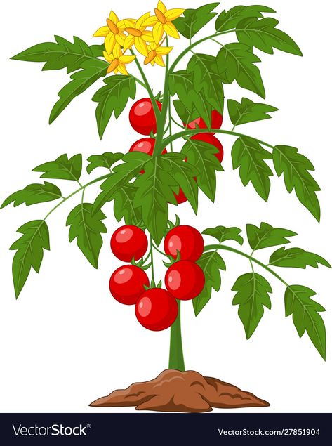 Cartoon Tomato, Tomato Tree, Tanaman Tomat, Farm Cartoon, Plant Cartoon, Moringa Tree, Planting Sunflowers, Plant Clips, Tomato Plant