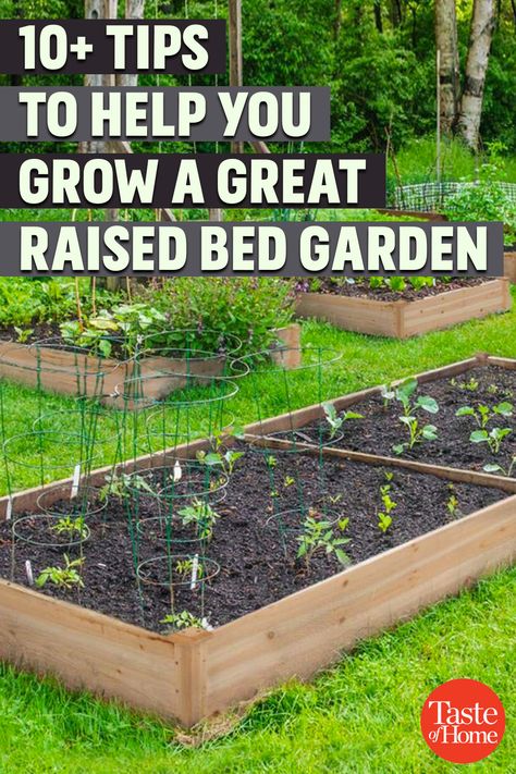 Tall Raised Garden Beds, Large Raised Garden Beds, Family Gardening, Garden Bed Layout, Backyard Ponds, Building Raised Garden Beds, Raised Bed Garden, Vegetable Garden Raised Beds, Building A Raised Garden