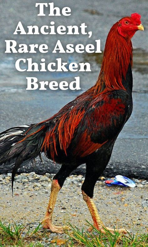 Chicken Breeds With Pictures, Rare Chicken Breeds, Beautiful Chickens, Backyard Flocks, Chickens And Roosters, Chicken Diy, Chicken House, Chicken Breeds, India And Pakistan