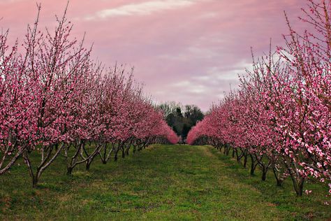 Plantas Interior, Peach Orchard, Simply Taralynn, Dream Farm, Orchard Wedding, Urban Farm, Fell Asleep, Peach Trees, Peach Blossom