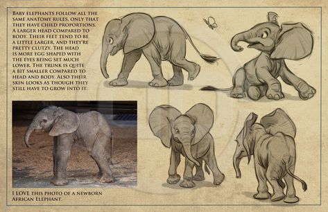 Elephant Anatomy, Aaron Blaise, Animation Programs, Elephant Illustration, Elephant Drawing, Animal Study, Animation Reference, Elephant Art, Animal Sketches