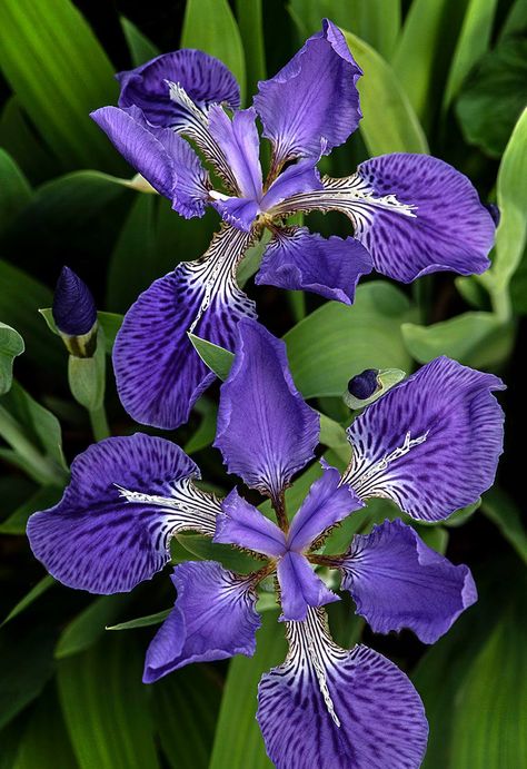 Japanese Roof, Japanese Iris, Nikon D850, Flowers Photography Wallpaper, Iris Garden, Photography Wallpaper, The 5th Of November, 8th Of March, Hedges