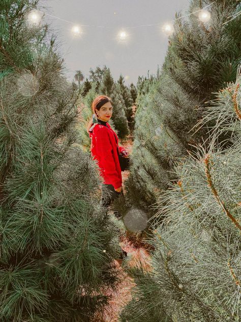 Christmas Tree Farm Photoshoot woman wearing red sweater - 5 Creative Christmas Photoshoot Ideas to Try This Season    Palm Trees Creative Christmas Photoshoot, Christmas Tree Farm Photoshoot, Tree Farm Photoshoot, Christmas Tree Photoshoot, Farm Senior Pictures, Tree Farm Photo Shoot, Christmas Tree Farm Photo Shoot, Christmas Photoshoot Ideas, Farm Photoshoot