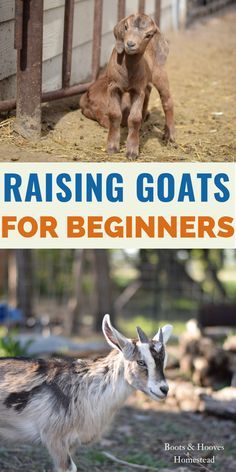 Goats For Beginners, Keeping Goats, Goat Shelter, Goat Pen, Mini Goats, Pet Goat, Goat Herding, Raising Farm Animals, Goat Care