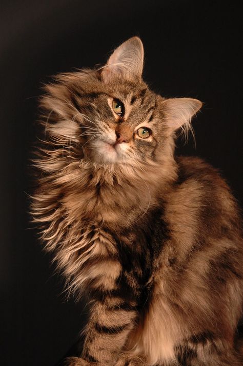 Rare Cats, Cat Reference, Homeless Dogs, Kitten Meowing, Siberian Cat, Norwegian Forest, Cat Pose, Forest Cat, Norwegian Forest Cat