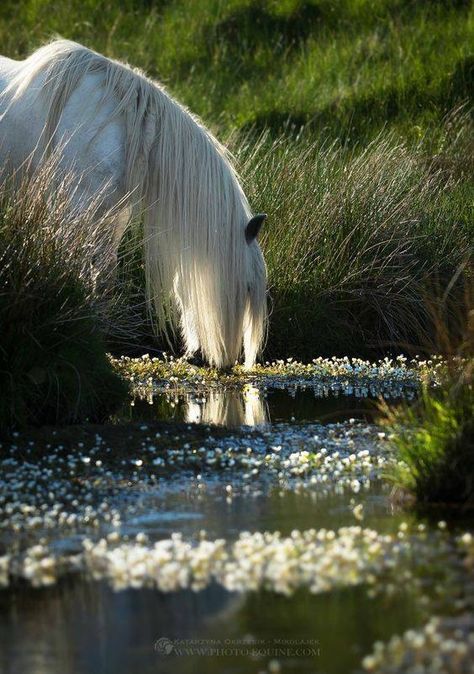 Like all magnificent things, it's very simple. -N Babbitt Cai Sălbatici, Animale Rare, Majestic Horse, All The Pretty Horses, Horse Crazy, Clydesdale, A Pond, White Horses, Cute Horses