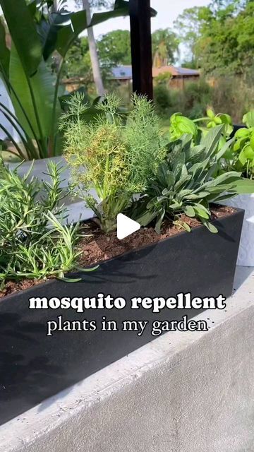 Homestead Husband on Instagram: "These plants help keep those pesky mosquitoes at Bay.
.
.
.
.#mosquito #homesteadhusband #herbs #gardenideas #growyourownfood" Mosquito Repelling Plants, Plant Help, Replant, Mosquito Repellent, Grow Your Own Food, Repellent, Herbs, Plants, On Instagram