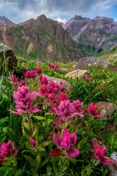 Large Fine Art photo of Indian Paintbrush wildflowers in the San Juan Mountain high above Ouray Colorado.

Photo Title: Fuchsia Fantastic Colorado Wall Art, Colorado Wildflowers, Ouray Colorado, Mountains Photo, Wildflowers Photography, Wildflower Photo, Colorado Photography, Indian Paintbrush, San Juan Mountains