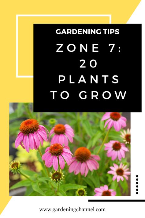 conflowers with text overlay gardening tips zone seven twenty plants to grow Hardiness Zone 7b Plants, 7a Planting Zone, Zone 7b Landscape Design, Zone 7b Plants, Zone 7 Gardening Flowers, Zone 7b Perennials, Plants For Zone 7 Landscapes, 7b Gardening Zone, Zone 7 Perennials Garden Ideas