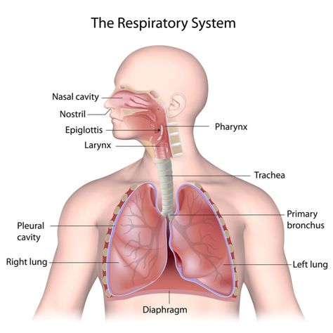 Anatomy & Physiology – Respiratory System A&P Overview - MBLEx Guide Respiratory System Anatomy, Interesting Health Facts, Human Respiratory System, Human Body Organs, Exam Guide, Human Anatomy And Physiology, Herbs For Health, Natural Pain Relief, Body Organs