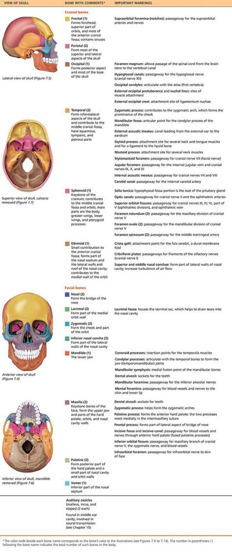 Cranial Bones, Bones Human, Anatomy Head, Axial Skeleton, Facial Bones, Skull Anatomy, Anatomy Bones, Dental Hygiene School, Basic Anatomy And Physiology