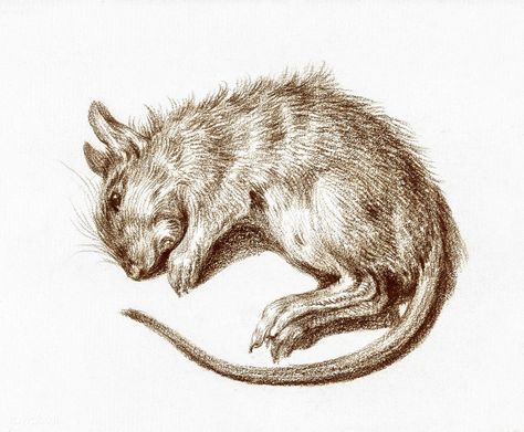 Dead rat (1812) by Jean Bernard (1775-1883). Original from the Rijks Museum. Digitally enhanced by rawpixel. | free image by rawpixel.com Rat Drawing, Free Illustration Images, Vector Cartoon, Black Ink Tattoos, Animal Sketches, Weird Animals, Bern, Vintage Illustration, Free Image