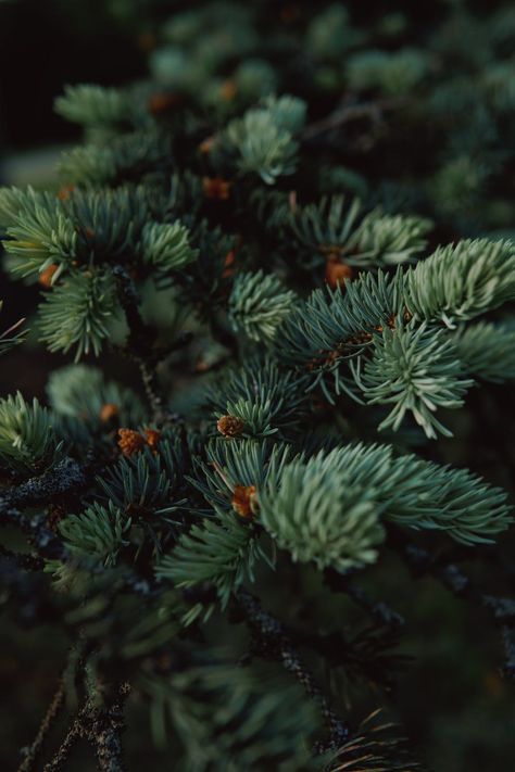 Emerald Green Christmas Aesthetic, Winter Pines, Juniper Green, Winter Outdoors, Plants Are Friends, Spruce Tree, Forest Spirit, Wallpaper Nature Flowers, Garden In The Woods