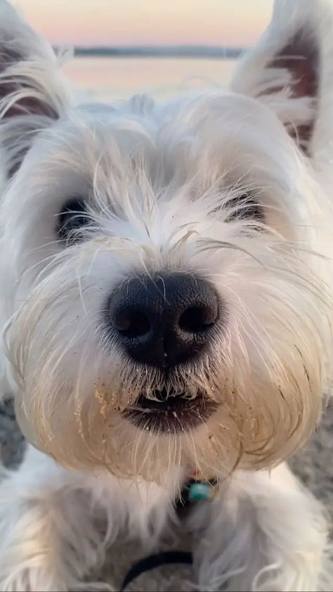 29 Photos of Naughtiest Westies: You’ll LOL When You Find Out What They Did Cute Fluffy Dogs, Dog Expressions, Westie Dog, Pet Pictures, Westie Puppies, Angel Babies, Highland Terrier, Westie Dogs, Fluffy Dogs