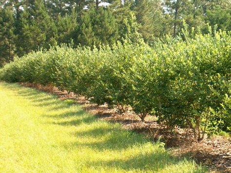 Blueberries as an edible hedge. I still like the idea of having a sort-of in-town farmlike yard, like everyone used to have (but no token cow). Edible Hedge, Blueberry Gardening, Berry Garden, Blueberry Farm, Blueberry Plant, Berry Bushes, Blueberry Bushes, Permaculture Gardening, Edible Landscaping