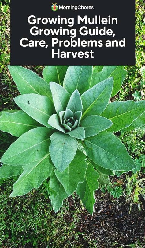 Growing Mullein: Growing Guide, Care, Problems and Harvest How To Harvest Mullein, Harvesting Mullein Leaves, Muellin Leaf, Harvesting Mullein, Mullien Plant, Growing Mullein, Mullein Plant, Wild Food Foraging, Wild Herbs