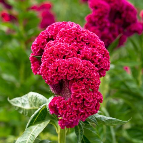 Day of the dead flower cockscomb Day Of The Dead Flowers, Celosia Plant, Celosia Flower, Blooms All Summer, Dead Flowers, Iron Plant, Annual Flowers, Garden Girls, Growing Seeds