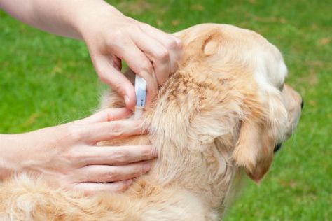 What Do Flea Bites Look Like on Dogs? – American Kennel Club Tick Removal, Heartworm Prevention, Flea Control, Flea Prevention, Tick Prevention, Common Myths, American Kennel Club, Flea And Tick, Dog Health