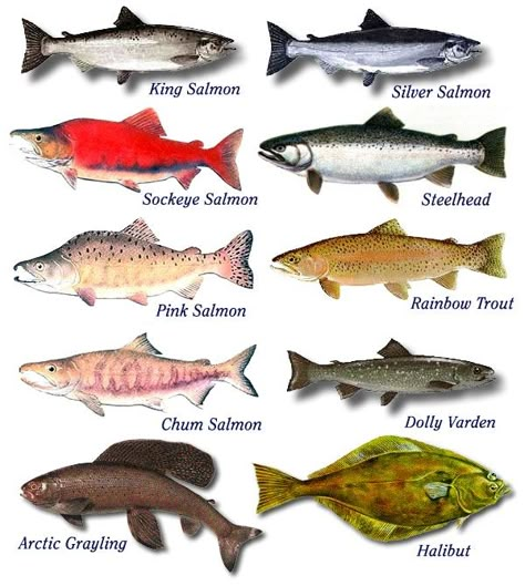 salmon Salmon Species, Chum Salmon, Fish Chart, Species Guide, Halibut Fishing, Ikan Air Tawar, Alaska Salmon, Homer Alaska, Alaska Fishing