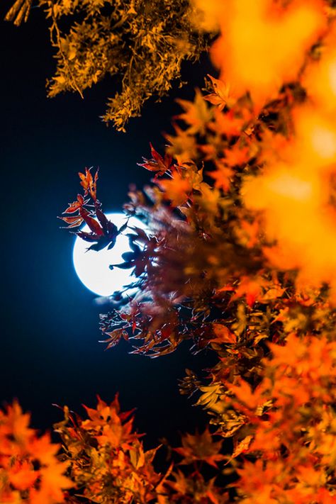 Autumn moon dark sky night autumn moon leaves fall orange bright seasons Space Aesthetic, Orange Leaves, Shoot The Moon, Moon Pictures, The Full Moon, Beautiful Moon, Harvest Moon, Autumn Beauty, Arte Fantasy