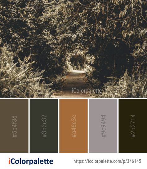 Color Palette Ideas from Woodland Nature Tree Image | iColorpalette Rustic Color Palettes, Coniferous Forest, Deep Winter Colors, Color Palette Ideas, Dark Color Palette, Forest Light, Winter Color Palette, Forest Color, Color Schemes Colour Palettes