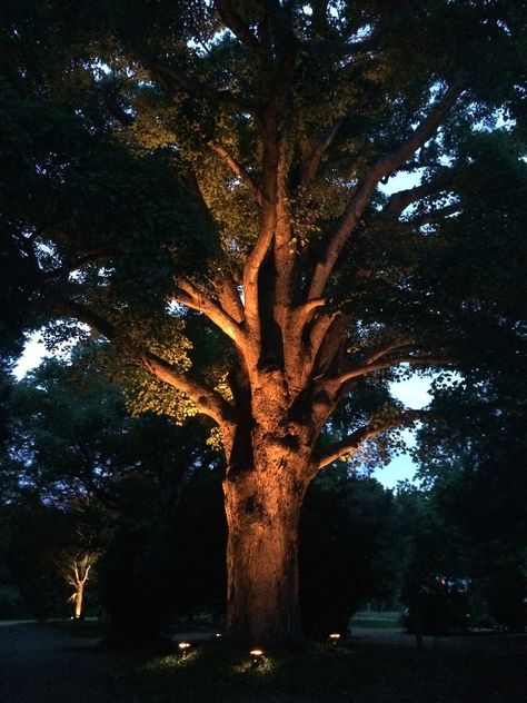 Tree Light Wedding, Oak Tree Lighting, Tree Uplighting, Oak Trees Landscaping, Outdoor Tree Lighting, Inspiration Designs, Light Up Tree, Outdoor Trees, Tree Light