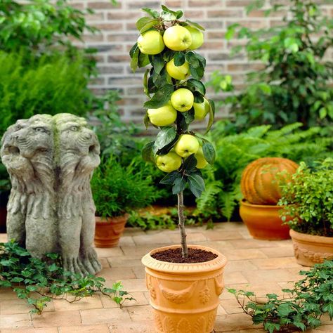 Golden Sentinel Columnar Apple Trees for Sale – FastGrowingTrees.com Fruit Trees In Containers, Grapevine Growing, Patio Fruit Trees, Apple Picture, Golden Delicious Apple, Growing Fruit Trees, Columnar Trees, Allotment Gardening, Apple Trees