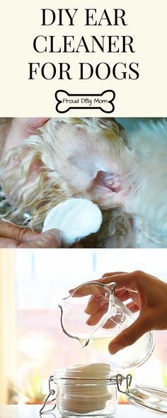 DIY Ear Cleaner For Dogs | Dog Health | Dog Ear Care | Wagsandwoofers.com agrees! Ear Cleaner For Dogs, Dog Ear Cleaner, Dog Remedies, Ear Cleaner, Dog Grooming Tips, Food Homemade, Ear Care, Homemade Diy, Ear Cleaning