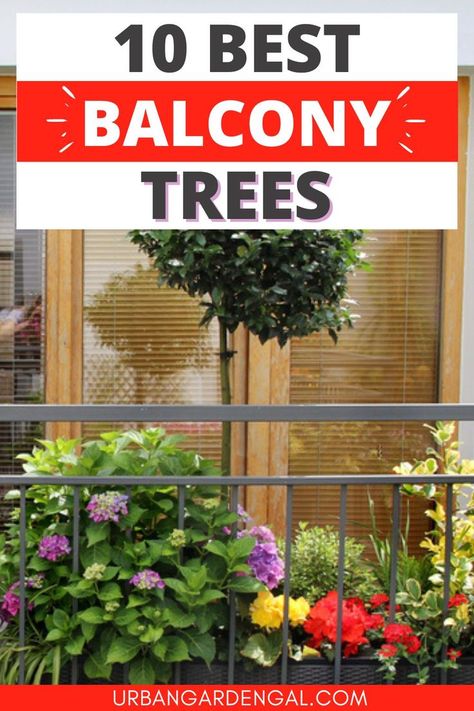 Potted balcony trees Tall Balcony Plants, Balcony Trees, Apartment Patio Gardens, Plant In A Pot, Apartment Balcony Garden, Patio Trees, Balcony Planters, Balcony Flowers, Outdoor Trees