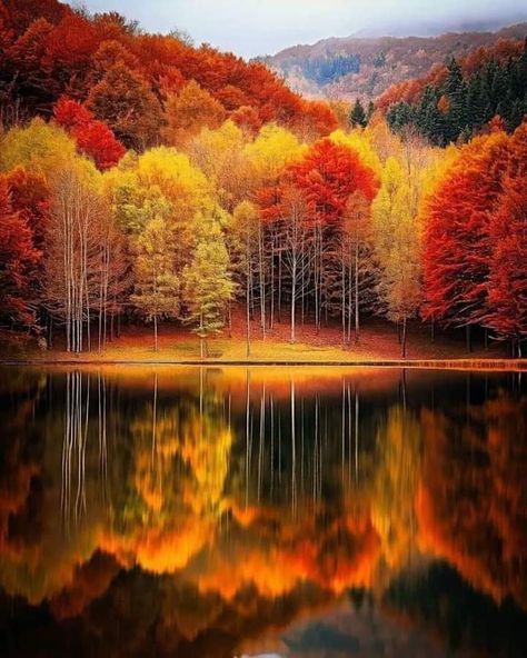 Landscape Tips, Fall Wallpapers, Autumn Wallpaper, Autumn Scenes, Autumn Scenery, Autumn Painting, Autumn Beauty, Painting Landscape, Fall Pictures