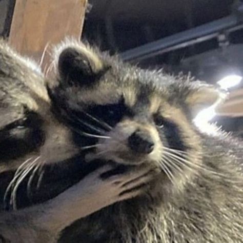 #matching ; #pfp ; #icon ; #raccoons ; #animals Matching Cat Pfp Friends, Dog Match, Walpapers Cute, Best Friend Match, Cat Profile, Duos Icons, Animal Icon, Cat Icon, Cute Anime Profile Pictures