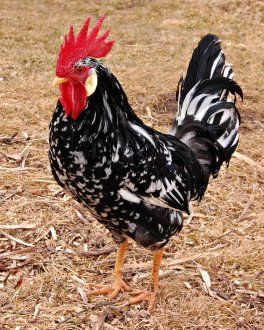 Leghorn Chicken, Leghorn Chickens, Best Egg Laying Chickens, Meat Birds, Egg Laying Chickens, Types Of Chickens, Fancy Chickens, Beautiful Chickens, Backyard Flocks